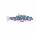 Dormant School Of Briny Argus